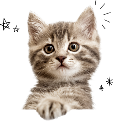 猫ちゃんのドアップ